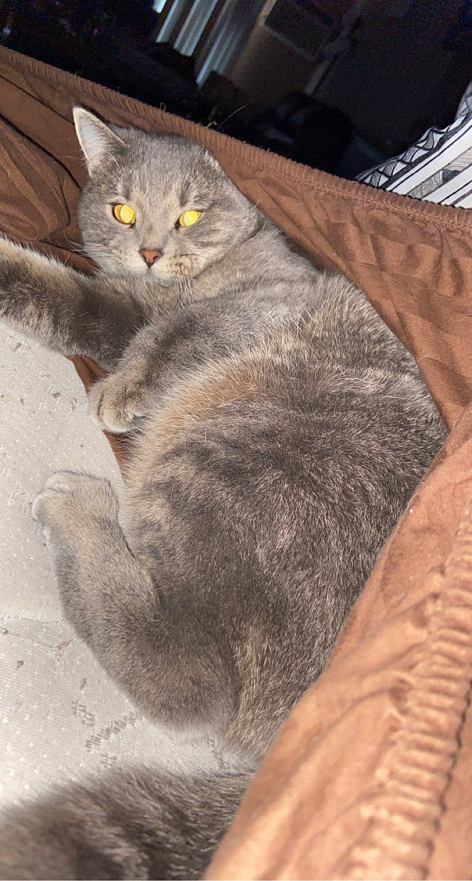 Princess is registered to the contest to win money with this photo: british_shorthair, carnivore, cat, chartreux, comfort, domestic_short_haired_cat, felidae, fur, grey, korat, pet_supply, russian_blue, small_to_medium_sized_cats, snout, terrestrial_animal, vertebrate, whiskers