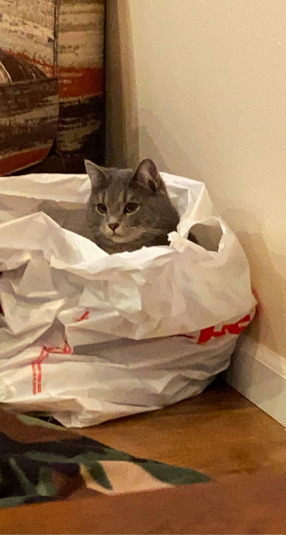 Princess joined the competition — help win amazing prizes! carnivore, cat, domestic_short_haired_cat, felidae, packing_materials, pet_supply, small_to_medium_sized_cats, whiskers