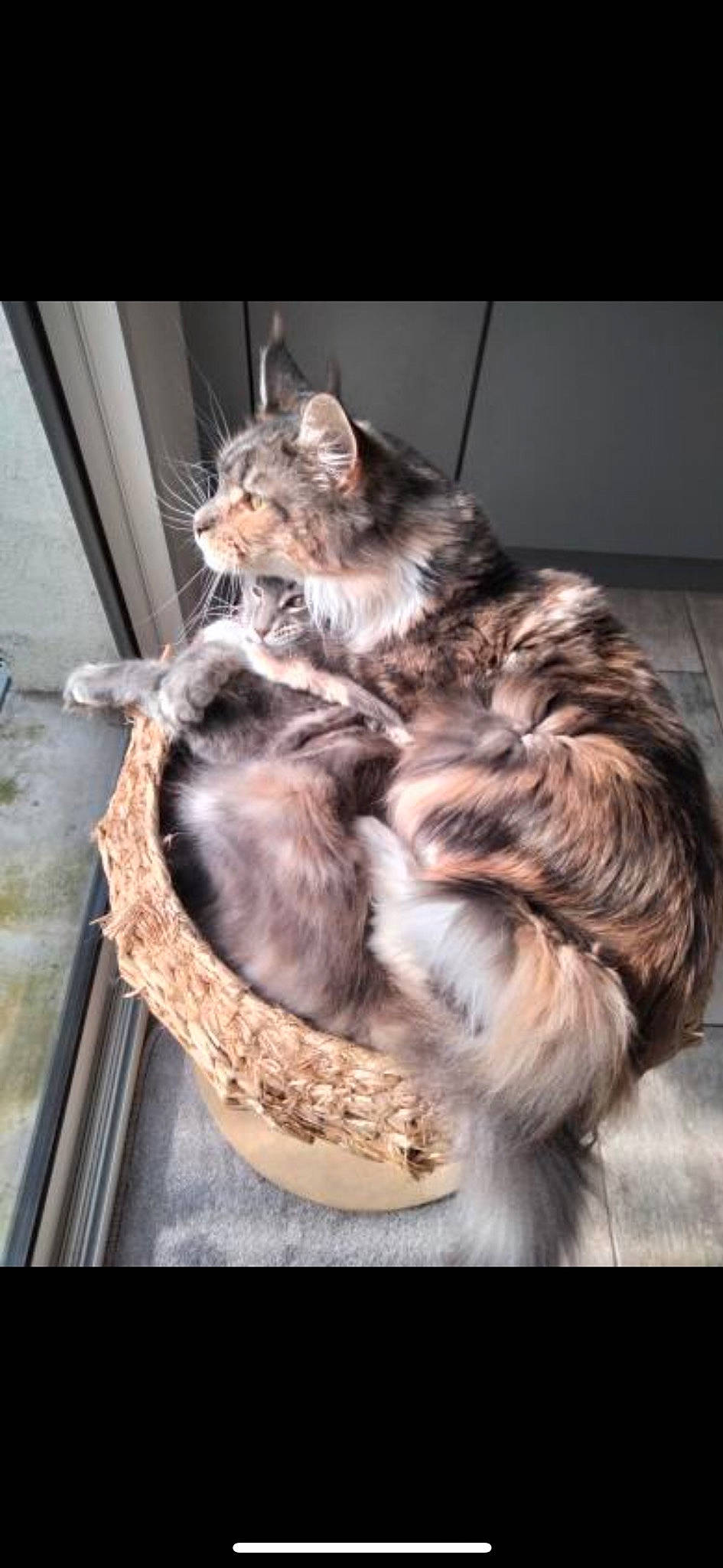 Tara a rejoint le concours — aidez-le/la à gagner de superbes lots ! basket, canidae, carnivore, cat, cat_supply, claw, comfort, domestic_short_haired_cat, fawn, felidae, fur, paw, sitting, small_to_medium_sized_cats, tail, terrestrial_animal, whiskers