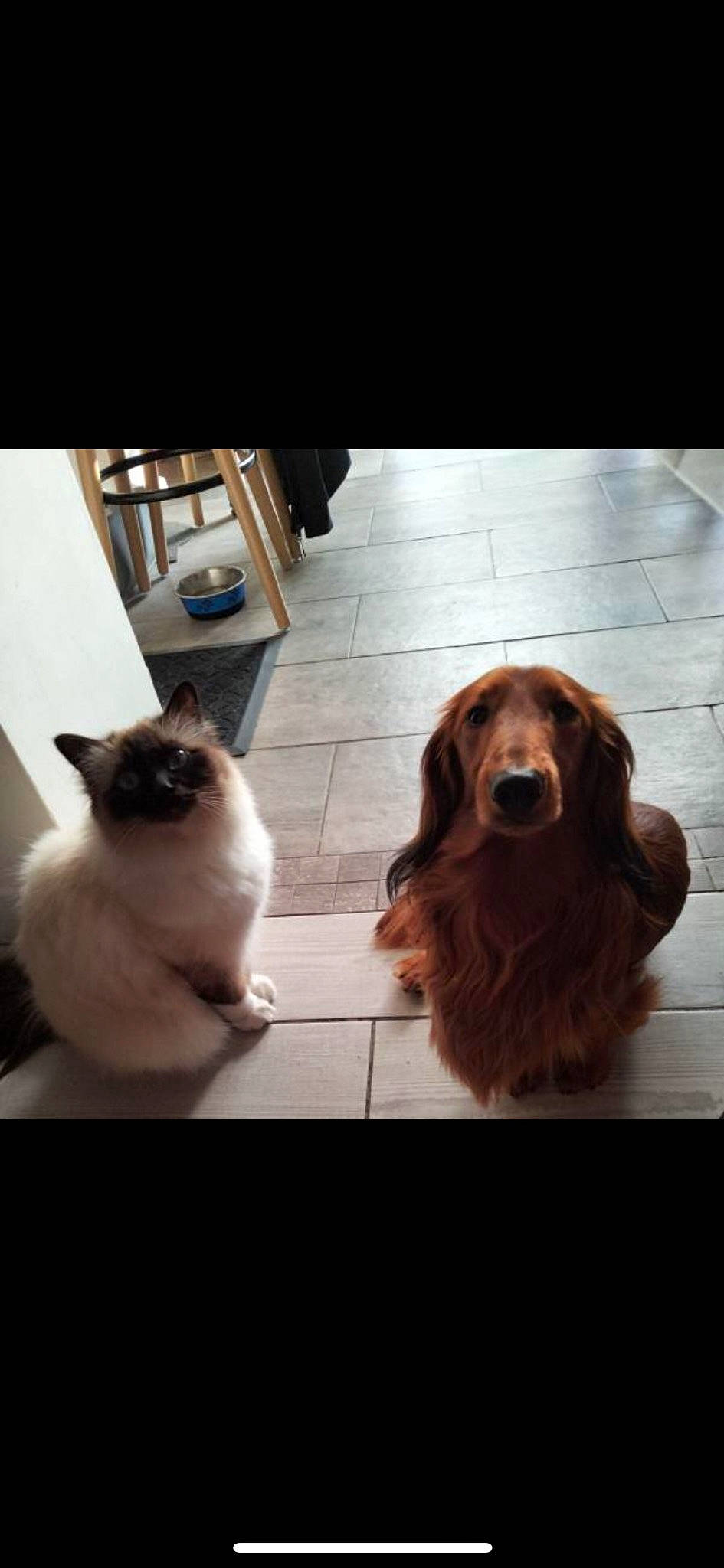 Tybalt a rejoint le concours — aidez-le/la à gagner de superbes lots ! carnivore, cat, comfort, companion_dog, dog, dog_breed, door, felidae, floor, flooring, fur, hardwood, liver, siamese, small_to_medium_sized_cats, tail, tints_and_shades, whiskers, wood, working_animal