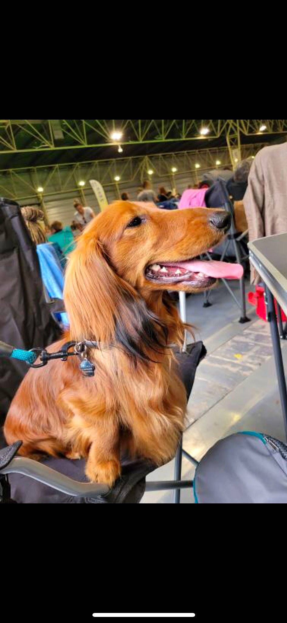 Tybalt participe au concours pour gagner de l'argent avec cette photo : canidae, carnivore, companion_dog, conformation_show, dog, dog_breed, dog_sports, event, fur, hat, junior_showmanship, snout, sporting_group, working_dog