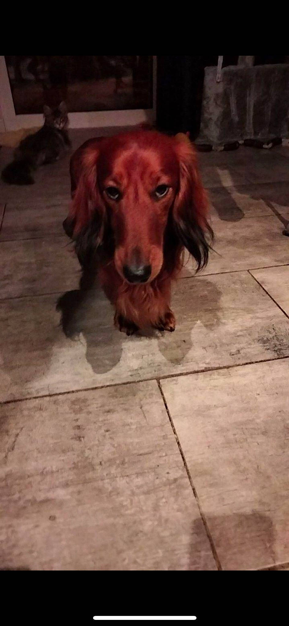 Tybalt participe au concours pour gagner de l'argent avec cette photo : brown, canidae, carnivore, companion_dog, dog, dog_breed, fawn, floor, flooring, fur, gun_dog, hardwood, hunting_dog, liver, metal, snout, sporting_group, tile_flooring, wood, working_animal