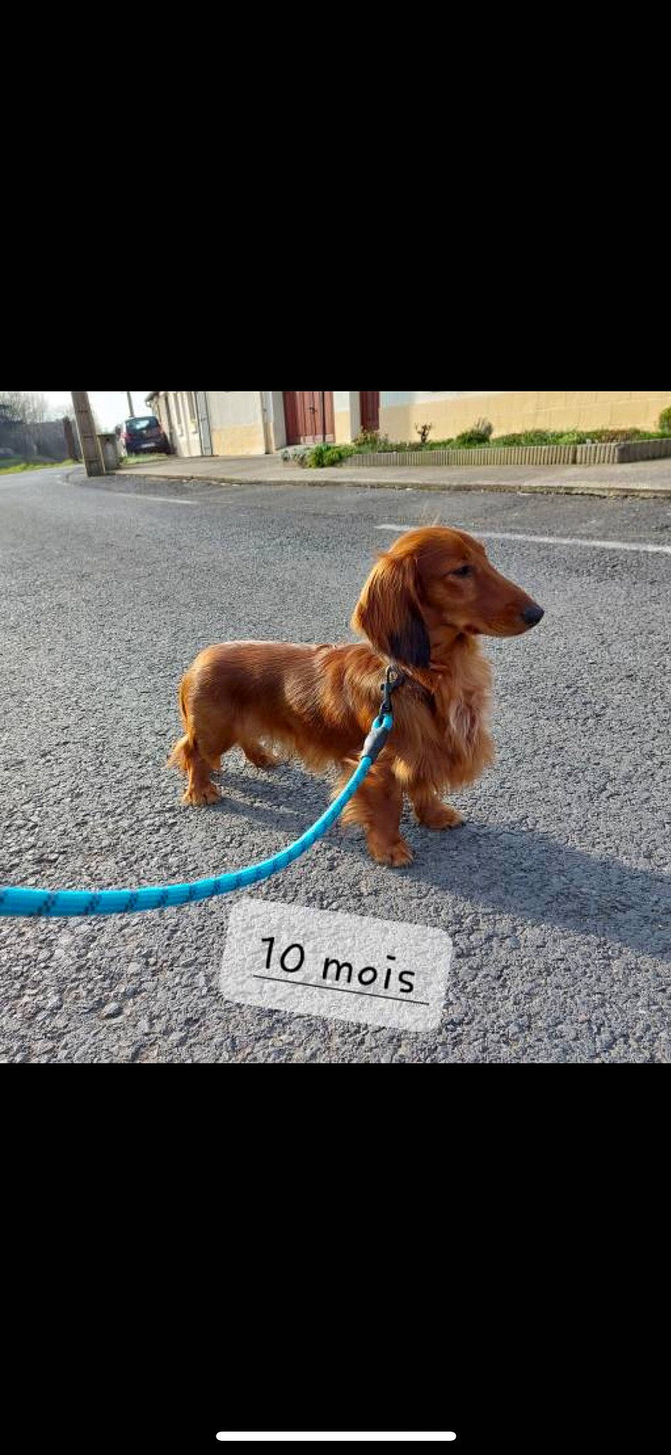 Tybalt participe au concours pour gagner de l'argent avec cette photo : asphalt, automotive_mirror, carnivore, collar, companion_dog, dog, dog_breed, dog_collar, dog_supply, fur, gun_dog, leash, liver, pet_supply, plant, road_surface, sidewalk, snout, sporting_group, tail