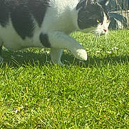 Baloo participe au concours pour gagner de l'argent avec cette photo : cat, black_and_white_cat, feline, grass, lawn, outdoor, whiskers, paw, stalking, close_up, pet, sunlight, portrait, garden, fence, daisy, spring, curious, greenery, backyard