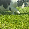backyard, black_and_white_cat, cat, close_up, curious, daisy, feline, fence, garden, grass, greenery, lawn, outdoor, paw, pet, portrait, spring, stalking, sunlight, whiskers