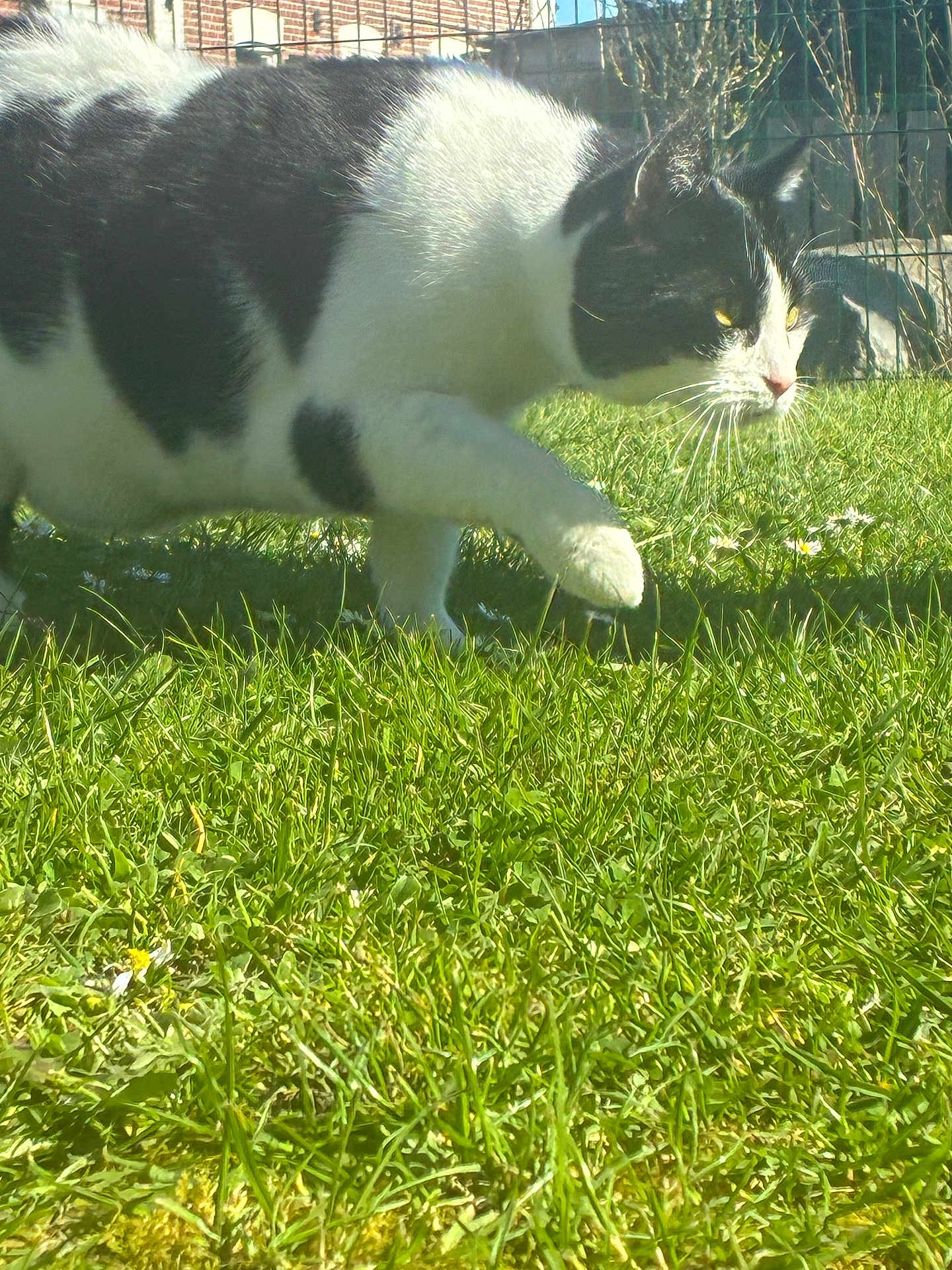 Baloo participe au concours pour gagner de l'argent avec cette photo : cat, black_and_white_cat, feline, grass, lawn, outdoor, whiskers, paw, stalking, close_up, pet, sunlight, portrait, garden, fence, daisy, spring, curious, greenery, backyard