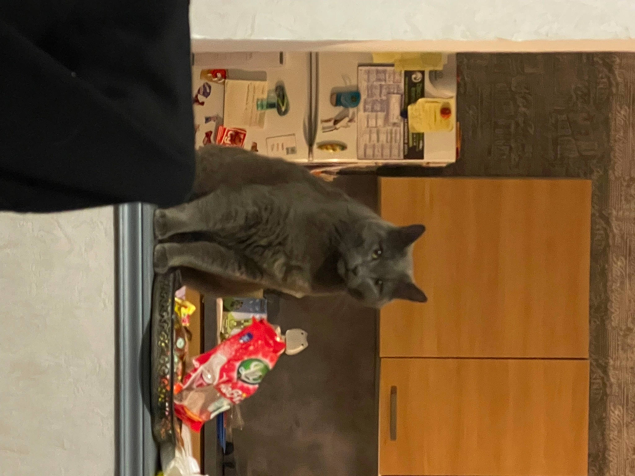 Mistigris participe au concours pour gagner de l'argent avec cette photo : carmine, cat, felidae, room, russian_blue, sculpture, small_to_medium_sized_cats, tail, visual_arts, window, wood