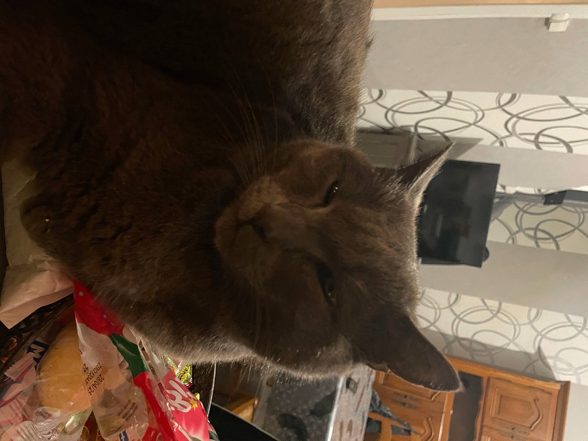 Mistigris a rejoint le concours — aidez-le/la à gagner de superbes lots ! black_cat, box, carnivore, cat, chartreux, claw, domestic_short_haired_cat, fawn, felidae, flooring, fur, liver, small_to_medium_sized_cats, snout, tail, terrestrial_animal, whiskers, wood