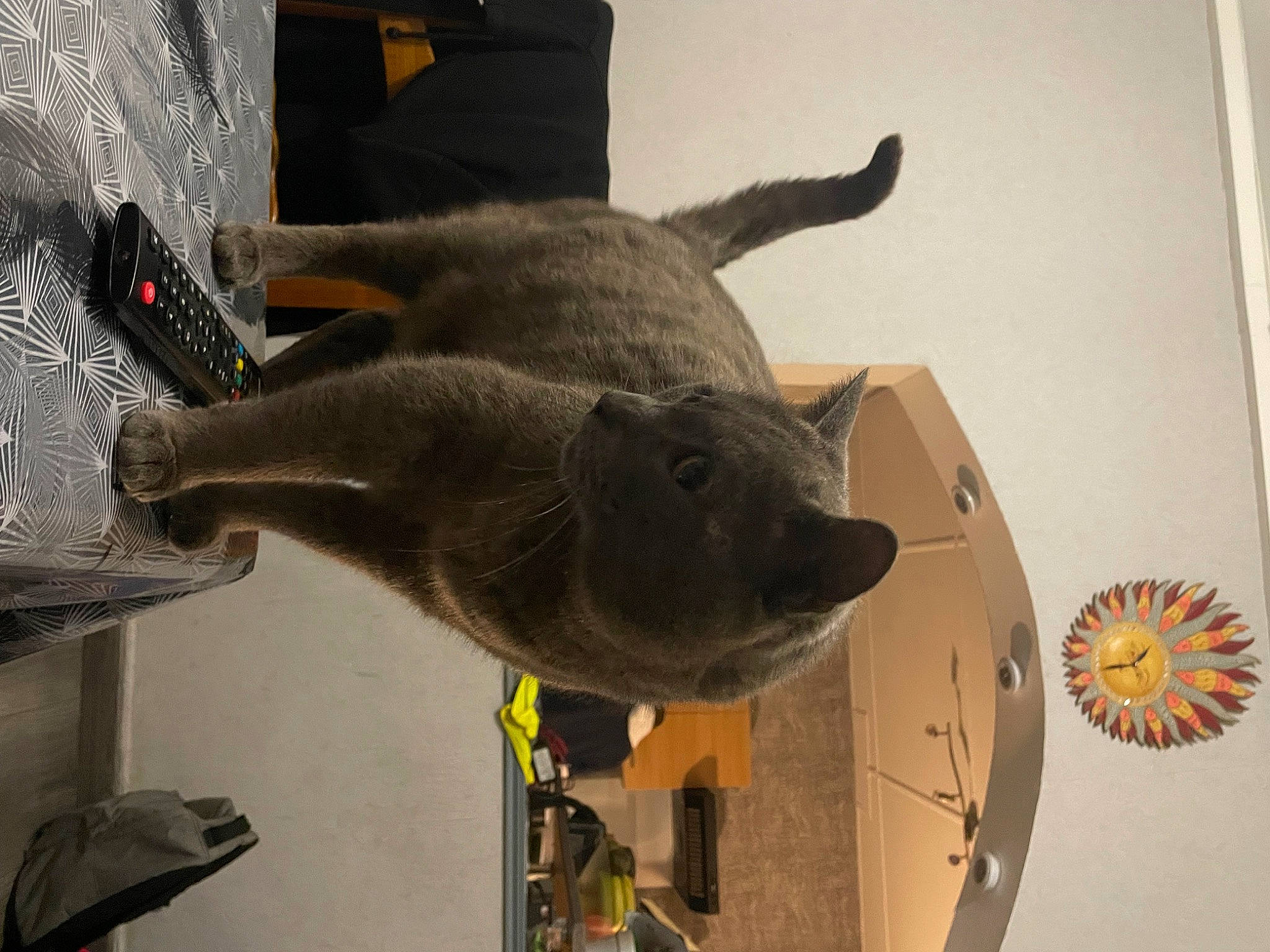 Mistigris participe au concours pour gagner de l'argent avec cette photo : carnivore, cat, domestic_short_haired_cat, fawn, felidae, fur, room, russian_blue, small_to_medium_sized_cats, snout, tail, whiskers