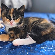 Twix joined the competition — help win amazing prizes! calico_kitten, orange_kitten, cat, kitten, feline, pets, animal, cute, resting, blue_blanket, star_pattern, indoor, young, fur, whiskers, eyes, closeup, portrait, companion, blurred_background