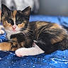 calico_kitten, orange_kitten, cat, kitten, feline, pets, animal, cute, resting, blue_blanket, star_pattern, indoor, young, fur, whiskers, eyes, closeup, portrait, companion, blurred_background
