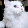 Rose a rejoint le concours — aidez-le/la à gagner de superbes lots ! animal, blue_eyes, cat, close_up, cute, domestic_cat, face, feline, fluffy_fur, fur, indoor, looking_away, mammal, pet, pink_nose, portrait, soft_light, whisker, whiskers, white_cat