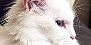 Rose participe au concours pour gagner de l'argent avec cette photo : animal, blue_eye, cat, close_up, cute, domestic_cat, ear, feline, fluffy, fur, house_pet, indoor, mammal, pet, portrait, profile, relaxed, soft_light, whiskers, white_cat