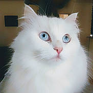 Rose a rejoint le concours — aidez-le/la à gagner de superbes lots ! animal, blue_eyes, calm, cat, close_up, cute, domestic_cat, ears, feline, fluffy, household, indoor, looking_away, mammal, nose, pet, portrait, soft_fur, whiskers, white_cat