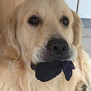 Tokyo a rejoint le concours — aidez-le/la à gagner de superbes lots ! dog, golden_retriever, pet, sock, mouth, indoor, closeup, fur, animal, canine, cute, expression, domestic, playful, portrait, muzzle, whiskers, ears, nose, paw