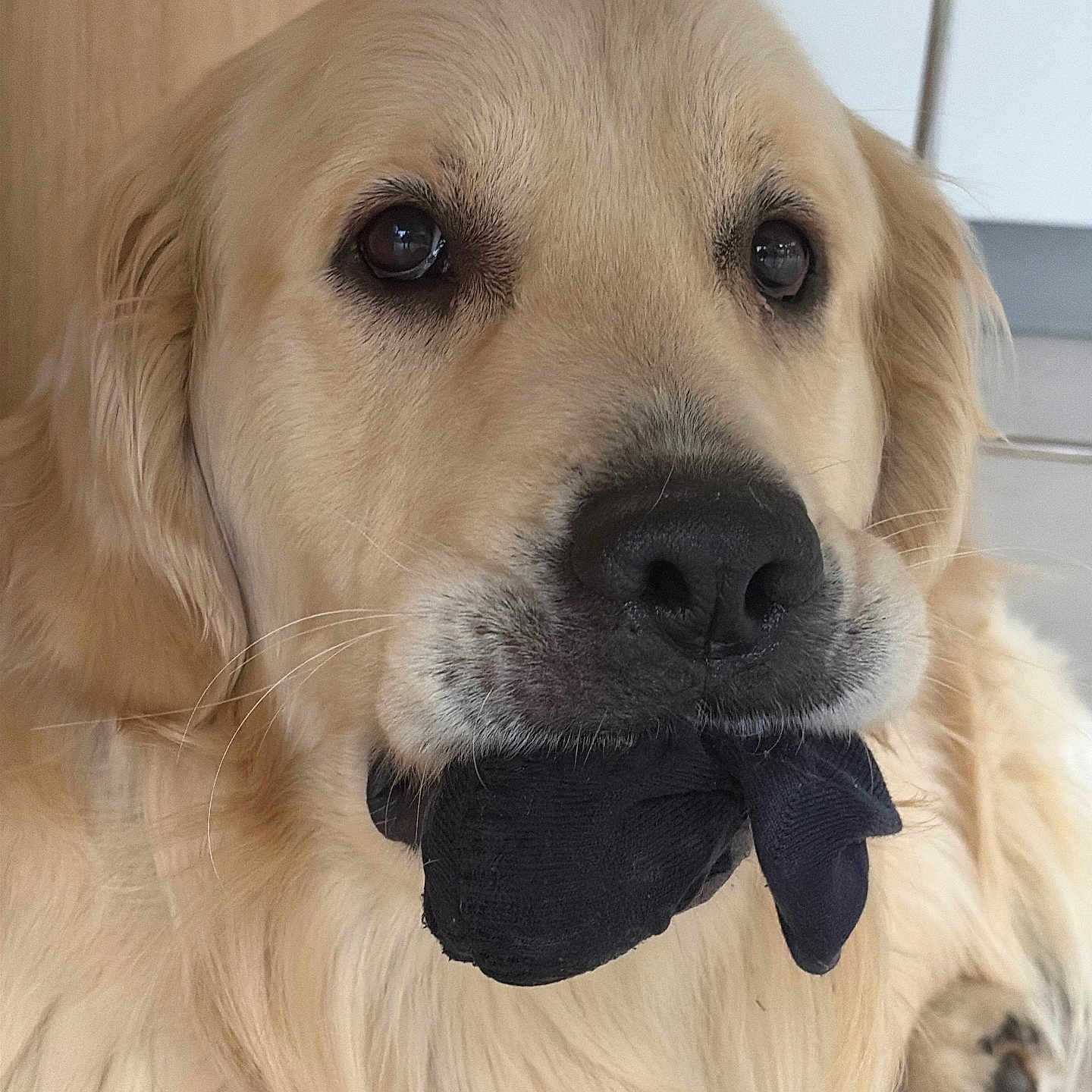 Tokyo a rejoint le concours — aidez-le/la à gagner de superbes lots ! dog, golden_retriever, pet, sock, mouth, indoor, closeup, fur, animal, canine, cute, expression, domestic, playful, portrait, muzzle, whiskers, ears, nose, paw