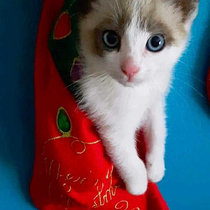 Sammy