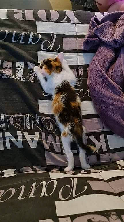 Kyara a rejoint le concours — aidez-le/la à gagner de superbes lots ! advertising, canidae, carnivore, cat, companion_dog, event, felidae, font, fur, photo_caption, poster, publication, small_to_medium_sized_cats, snout, sporting_group, tail, whiskers