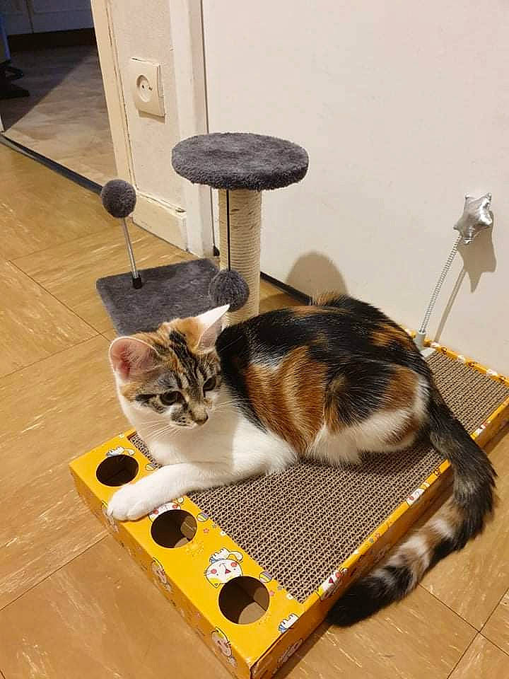 Kyara participe au concours pour gagner de l'argent avec cette photo : animal_feed, carnivore, cat, cat_supply, domestic_short_haired_cat, fawn, felidae, floor, flooring, fur, hardwood, mammal, pet_supply, room, shelf, small_to_medium_sized_cats, tail, vertebrate, whiskers, wood