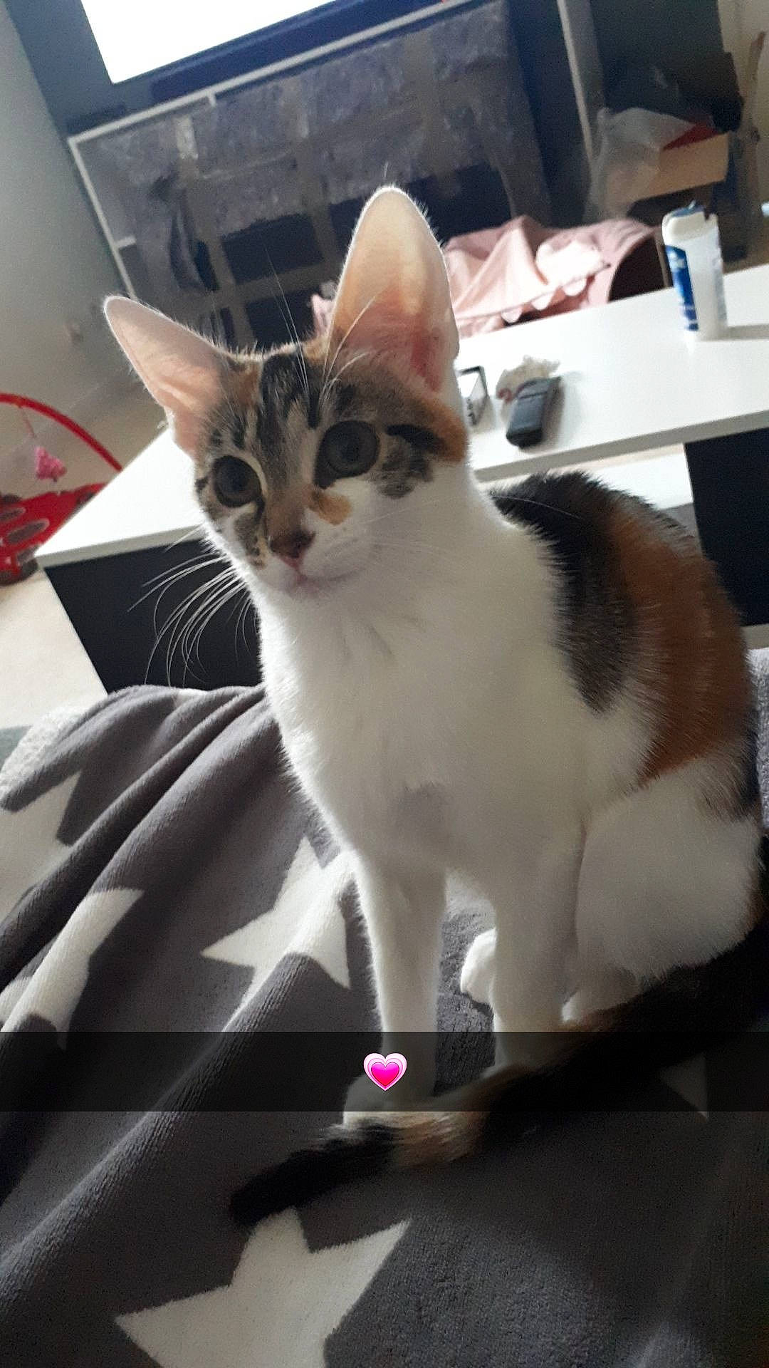 Kyara a rejoint le concours — aidez-le/la à gagner de superbes lots ! automotive_exterior, automotive_window_part, box, carnivore, cat, comfort, domestic_short_haired_cat, felidae, fur, paw, sitting, small_to_medium_sized_cats, snout, tail, whiskers, windshield