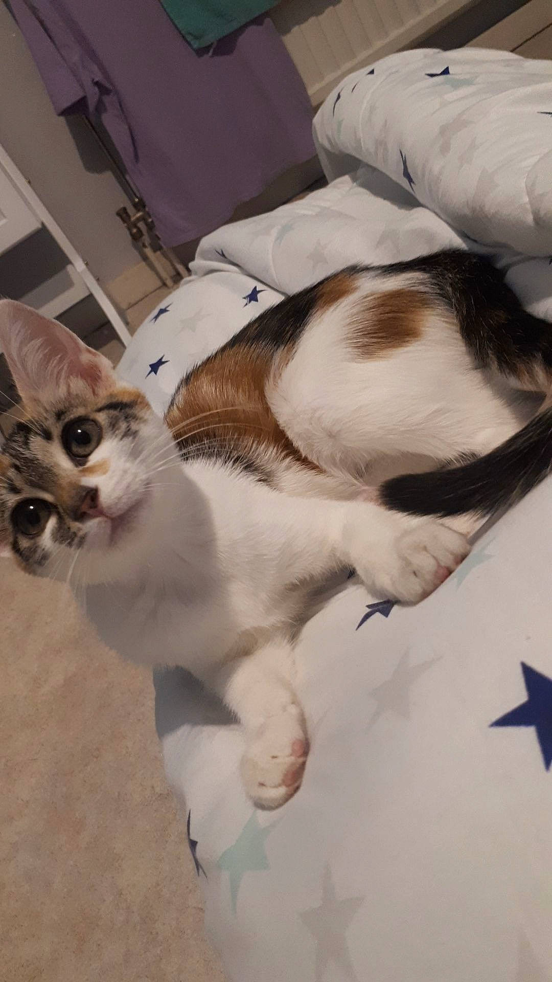 Kyara a rejoint le concours — aidez-le/la à gagner de superbes lots ! carnivore, cat, claw, comfort, companion_dog, domestic_short_haired_cat, fawn, felidae, fur, linens, paw, small_to_medium_sized_cats, snout, tail, vertebrate, whiskers