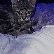 Leya a rejoint le concours — aidez-le/la à gagner de superbes lots ! cat, kitten, tabby_cat, pet, bed, blanket, whiskers, ears, face, eyes, indoor, home, portrait, fur, sleepy, cute, closeup, paws, soft, nightlight