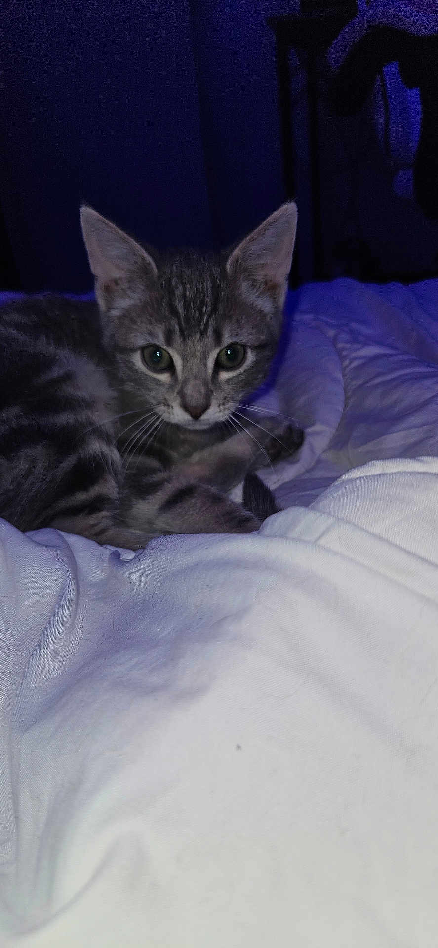 Leya a rejoint le concours — aidez-le/la à gagner de superbes lots ! cat, kitten, tabby_cat, pet, bed, blanket, whiskers, ears, face, eyes, indoor, home, portrait, fur, sleepy, cute, closeup, paws, soft, nightlight