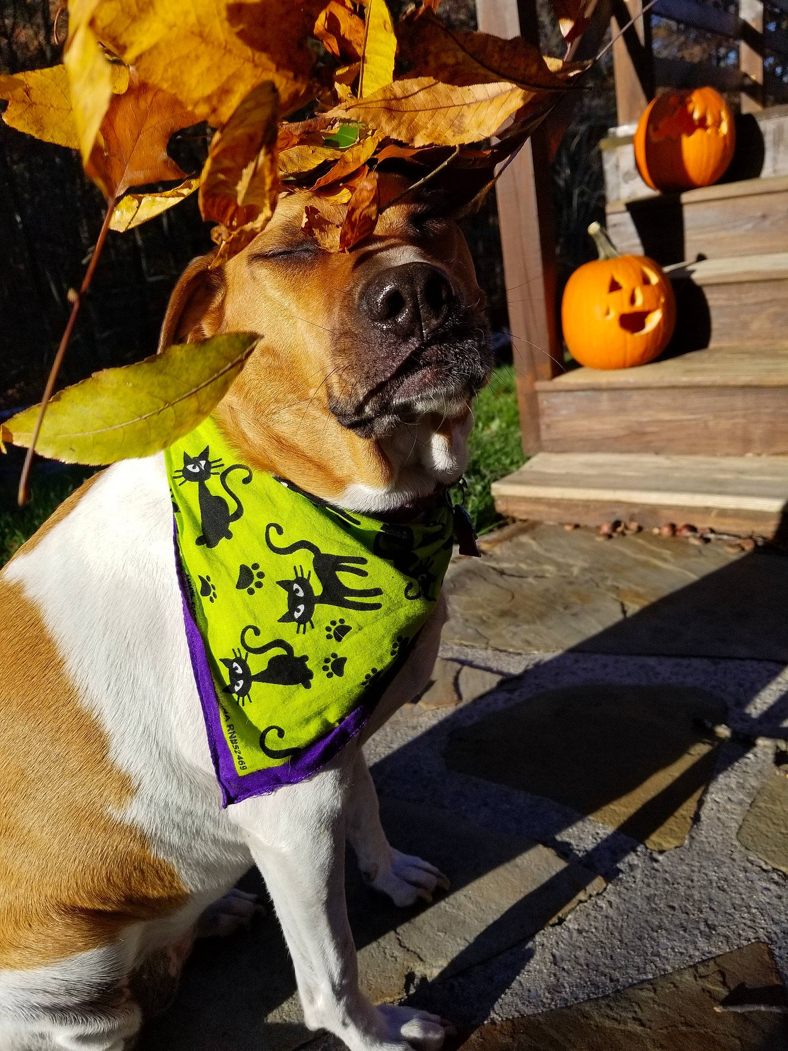 Soka joined the competition — help win amazing prizes! autumn, boston_terrier, canidae, carnivore, dog, dog_breed, fawn, french_bulldog, leash, non_sporting_group, plant, pug, pumpkin, snout, toy_dog, tree, yellow
