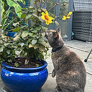 Smudge is registered to the contest to win money with this photo: cat, flower, plant, pot, blue_pot, yellow_flower, garden, outdoor, patio, curious, gray_cat, collar, feline, nature, leaf, greenery, pavement, chair, furniture, sunlight