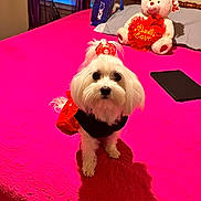 Bella joined the competition — help win amazing prizes! dog, white_dog, pet, bed, pink_bedspread, teddy_bear, stuffed_animal, heart_pillow, cute_outfit, red_dress, black_clothing, indoor, bedroom, curtains, window, shadow, toy, decor, fluffy, small_dog