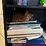Toast joined the competition — help win amazing prizes! kitten, sleeping, notebooks, folders, shelf, papers, orange_cat, indoor, tile_floor, bottles, toy, green_frog, dark_background, stack, resting, small_cat, cozy, quiet, household, cute