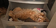 Toast is registered to the contest to win money with this photo: cat, orange_cat, plastic_drawer, clothes, closet, floor, tile_floor, storage, sleeping_cat, furniture, indoor, pet, fur, relaxed, cozy, drawer, home, resting, animal, fluffy