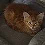 Toast joined the competition — help win amazing prizes! kitten, cat, orange_cat, pet_bed, furry, sleepy, cozy, indoor, animal, cute, small, young_cat, resting, soft, feline, domestic_cat, cute_pet, comfort, gray_bed, fur