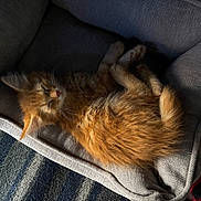 Toast is registered to the contest to win money with this photo: kitten, cat, sleeping, pet_bed, orange_fur, cozy, sunlight, shadows, indoor, resting, feline, cute, fluffy, young_cat, soft_texture, relaxing, home, comfort, animal, nap