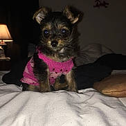 Charli is registered to the contest to win money with this photo: puppy, dog, pink_sweater, bed, blanket, lamp, indoor, small_dog, fur, pet, cute, animal, cozy, sleeping_area, dreamcatcher, curious, sitting, young_dog, domestic_animal, portrait