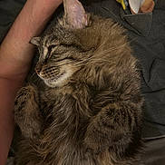 Maïko participe au concours pour gagner de l'argent avec cette photo : cat, tabby, fluffy, pet, sleeping, resting, arm, human, fur, closeup, indoor, cozy, relaxing, comfort, whiskers, paw, face, cute, animal, companion