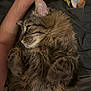 cat, tabby, fluffy, pet, sleeping, resting, arm, human, fur, closeup, indoor, cozy, relaxing, comfort, whiskers, paw, face, cute, animal, companion