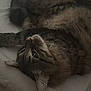 animal, bed, blanket, cat, closeup, comfort, cozy, cute, domestic, feline, fur, indoor, laying_down, pet, relaxed, resting, sleepy, soft_light, tabby, whiskers