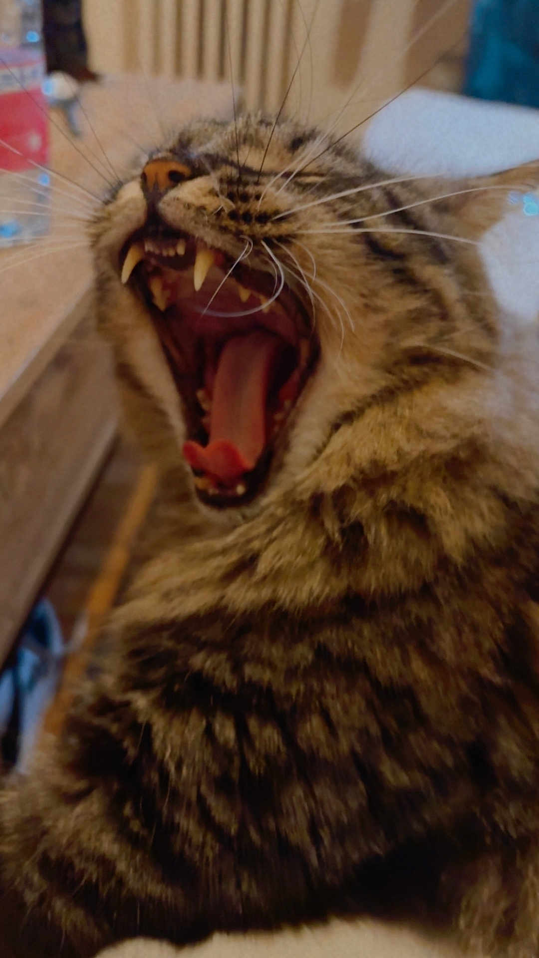 Maïko