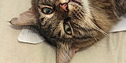 Maïko participe au concours pour gagner de l'argent avec cette photo : cat, tabby, green_eyes, close_up, pet, animal, fur, whiskers, pink_nose, relaxed, lying_down, bed, indoor, cute, mammal, face, portrait, sleepy, feline, soft