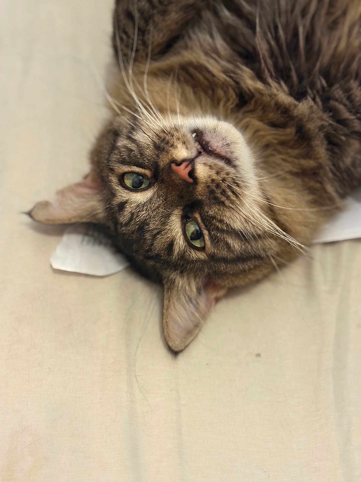 Maïko