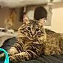 Maïko participe au concours pour gagner de l'argent avec cette photo : cat, tabby, fluffy, indoor, pet, animal, feline, relaxed, stretching, fur, whiskers, ears, eyes, nose, bed, blanket, black, soft, cozy, household