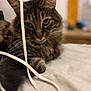 animal, bed, cat, close_up, curious, cute, domestic_animal, ear, feline, fur, indoor, paw, pet, relaxed, resting, shoelace, sleepy, soft, tabby, whiskers