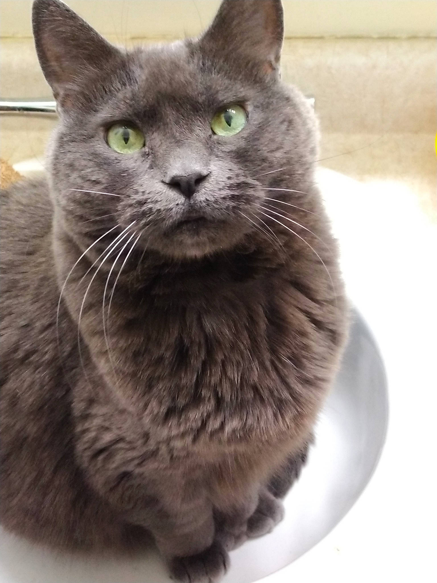 Toes joined the competition — help win amazing prizes! carnivore, cat, domestic_short_haired_cat, felidae, fur, grey, russian_blue, small_to_medium_sized_cats, snout, terrestrial_animal, whiskers