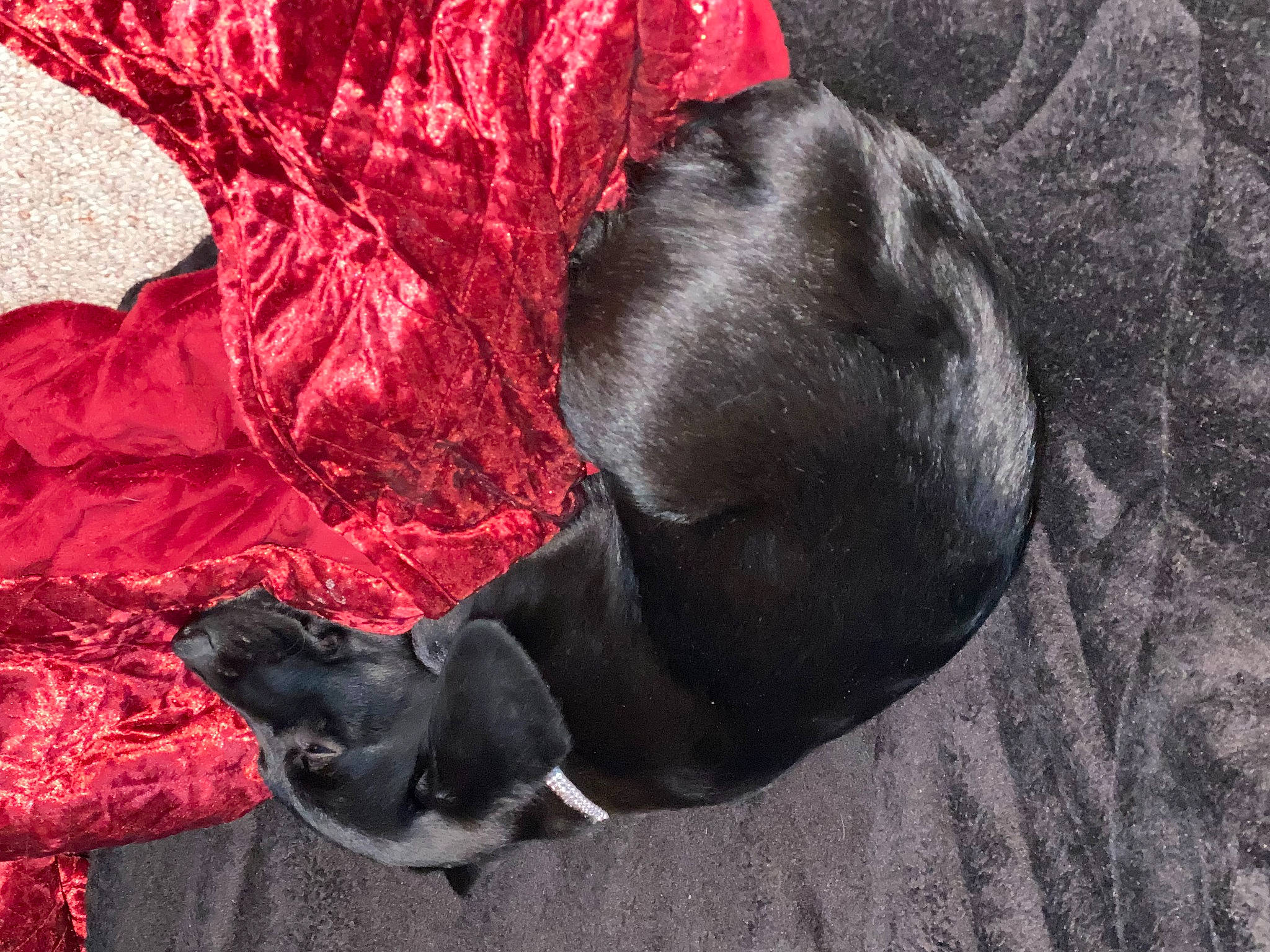 Gigi is registered to the contest to win money with this photo: canidae, carmine, carnivore, companion_dog, dog, dog_breed, dog_collar, dog_supply, dress, fawn, fur, grey, guard_dog, liver, magenta, snout, sporting_group, tail, terrestrial_animal, working_animal