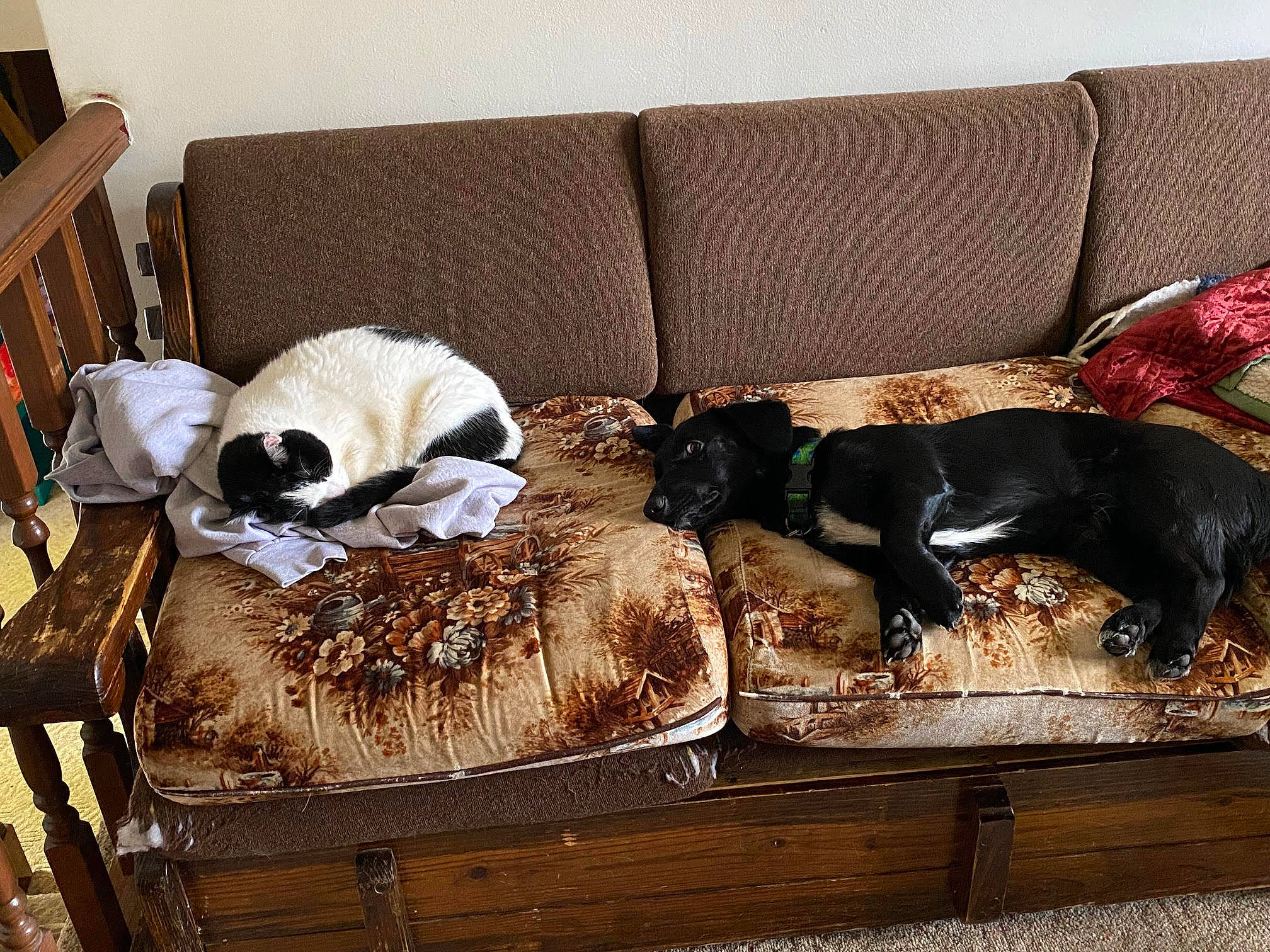 Gigi is registered to the contest to win money with this photo: carnivore, cat, cat_supply, comfort, companion_dog, couch, dog, dog_breed, door_mat, fawn, felidae, fur, hardwood, mammal, pet_supply, rectangle, small_to_medium_sized_cats, vertebrate, wood, working_animal