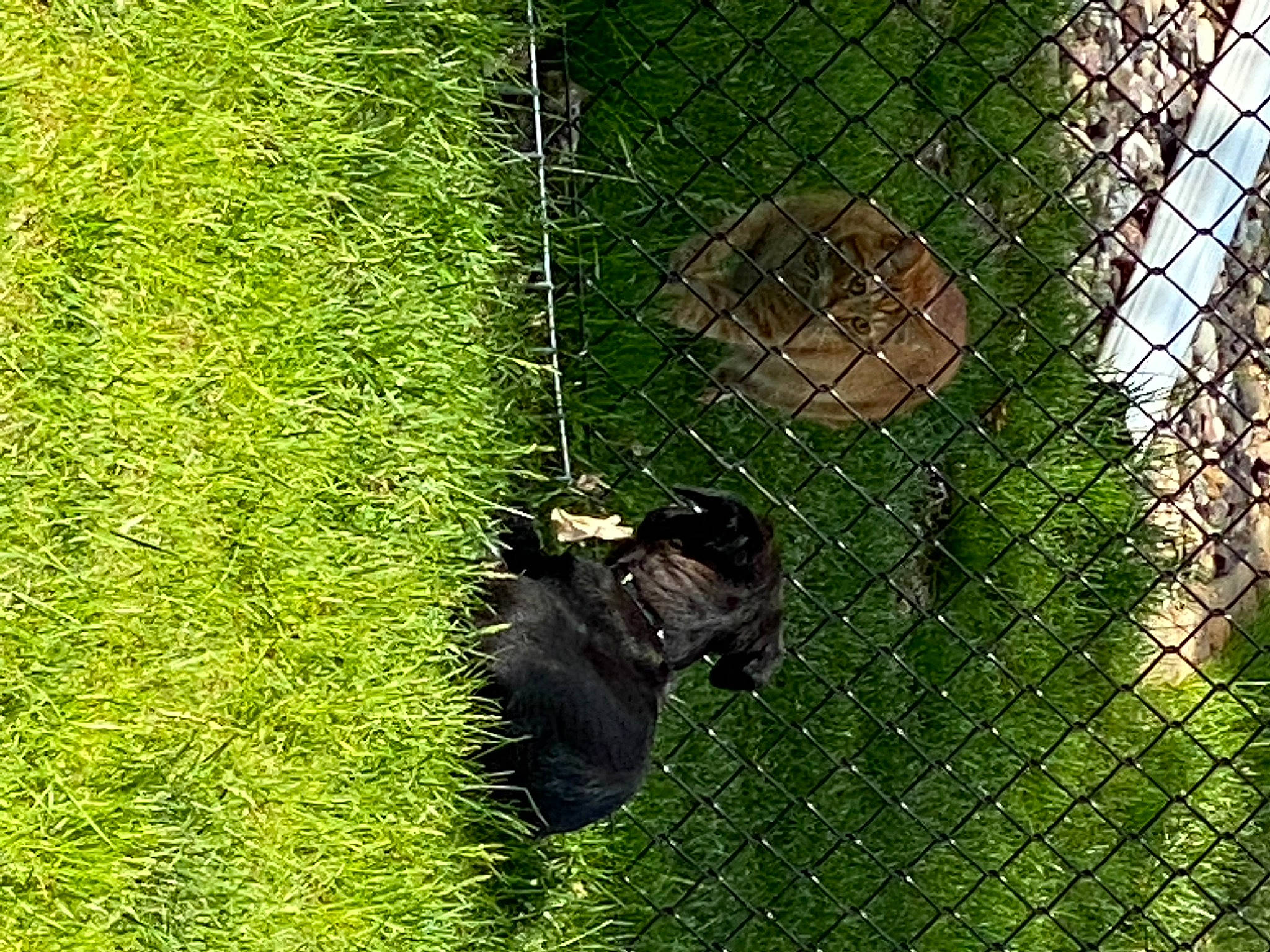 Gigi joined the competition — help win amazing prizes! bat, beak, canidae, carnivore, chain_link_fencing, dog_breed, fawn, fence, grass, groundcover, mesh, pet_supply, plant, snout, sporting_group, tail, terrestrial_animal, trunk, wildlife, wire_fencing