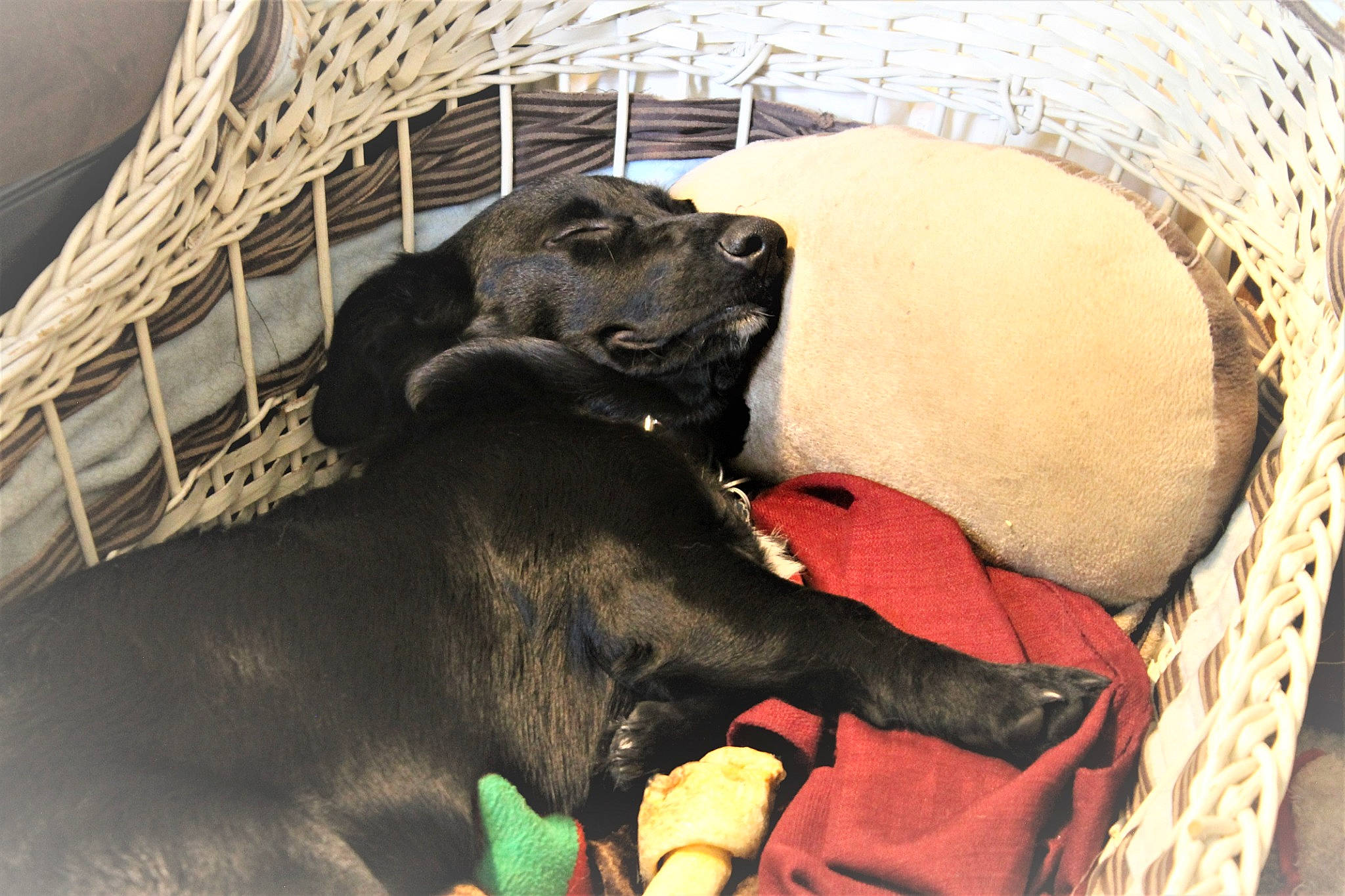 Gigi joined the competition — help win amazing prizes! animal_shelter, cage, canidae, carnivore, comfort, companion_dog, dog, dog_bed, dog_breed, dog_crate, dog_supply, fawn, fur, guard_dog, pet_supply, snout, sporting_group, tail, terrestrial_animal, working_animal