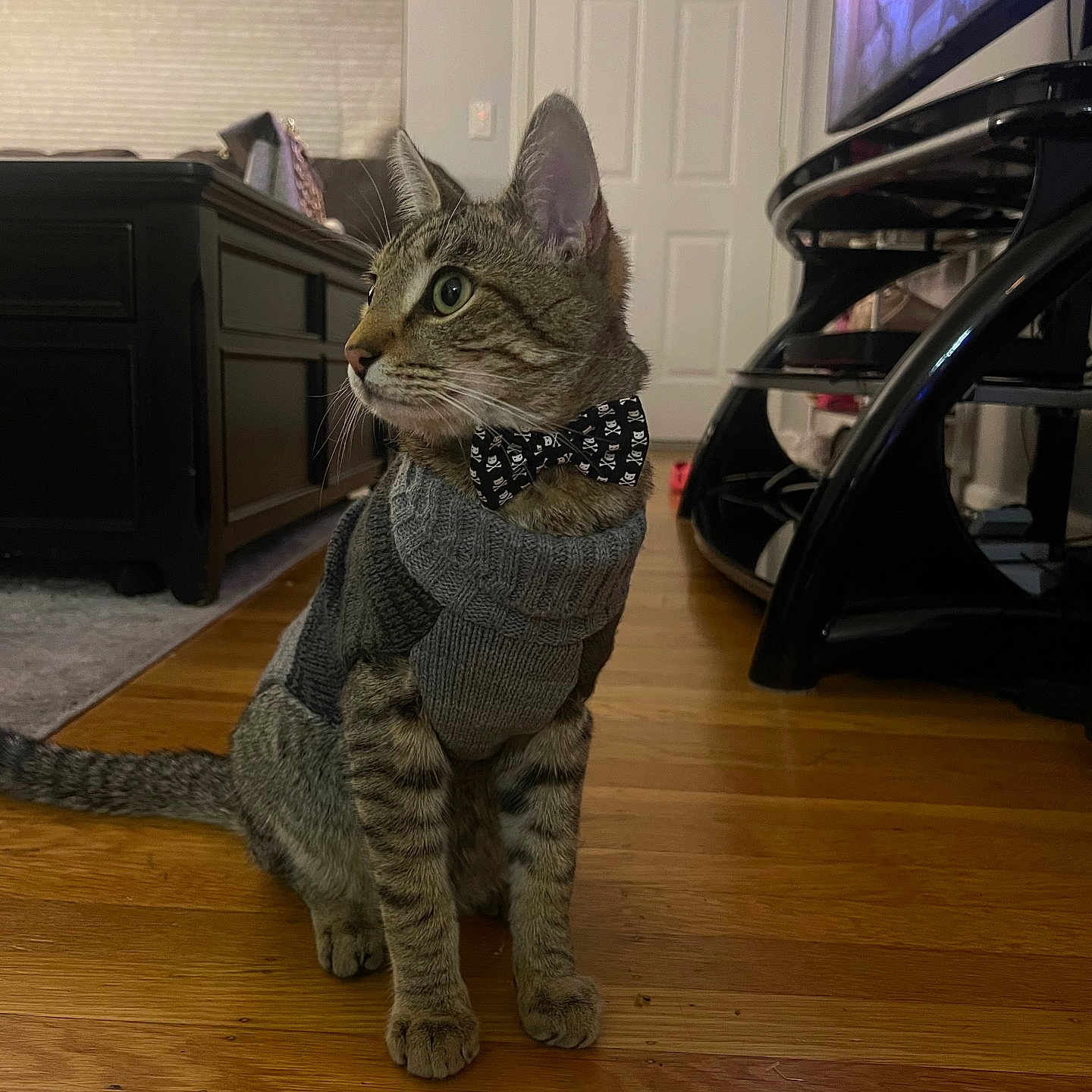Rodolpho joined the competition — help win amazing prizes! animal, attentive, black_bow_tie, bow_tie, cat, cozy, curtains, cute, domestic_cat, furniture, household, indoor, living_room, pet, seated, side_view, sweater, tabby, television, wooden_floor
