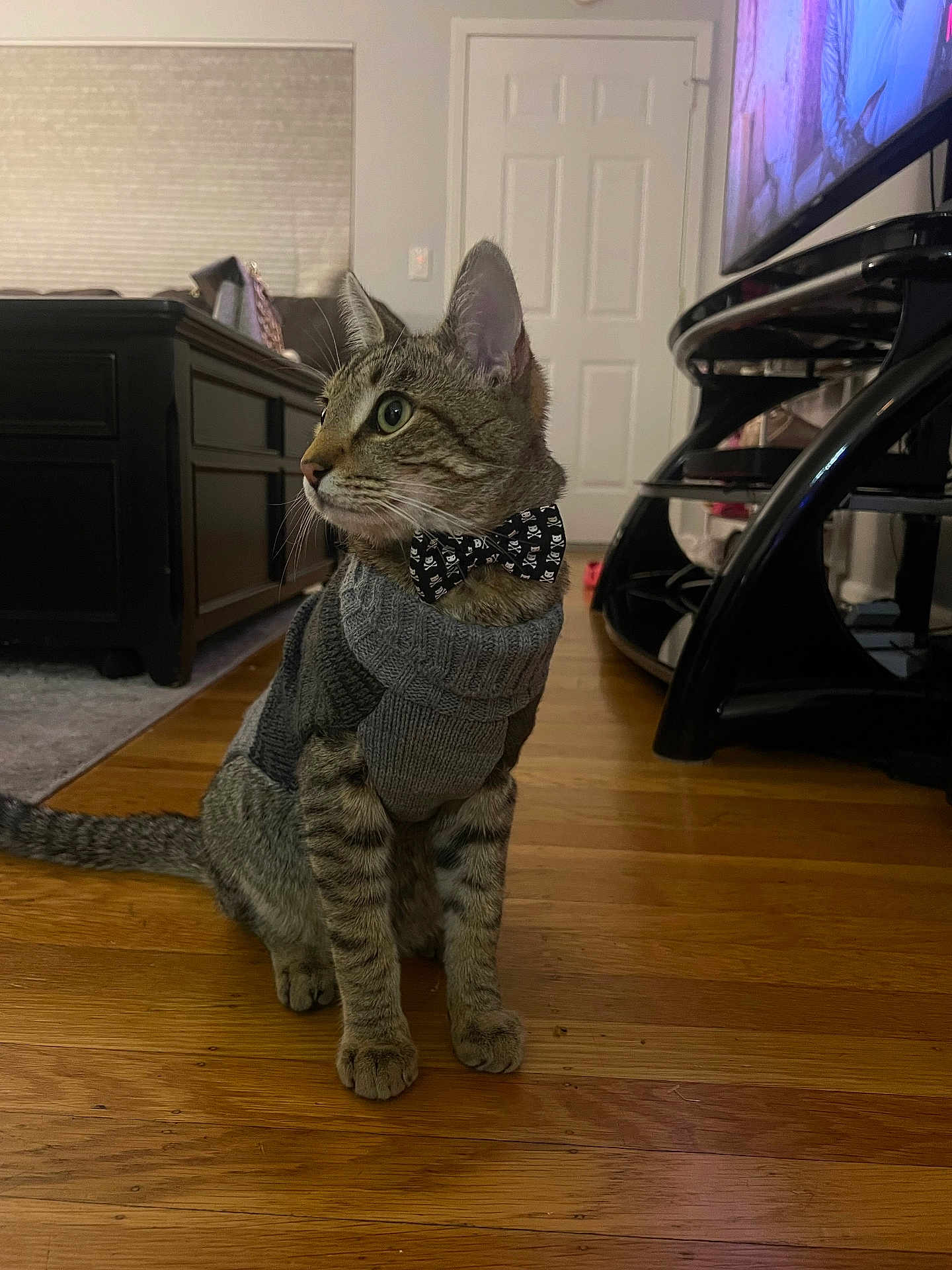Rodolpho joined the competition — help win amazing prizes! cat, tabby, sweater, bow_tie, indoor, wooden_floor, furniture, living_room, curtains, television, side_view, pet, domestic_cat, cozy, black_bow_tie, attentive, seated, animal, cute, household